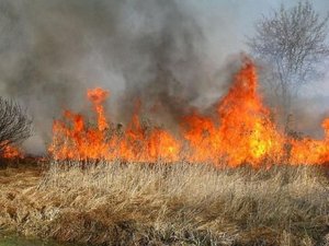 Wypalanie traw brutalne niszczenie środowiska