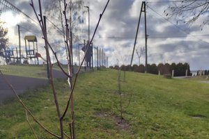 Sadzenie drzew - zdj_1.jpg