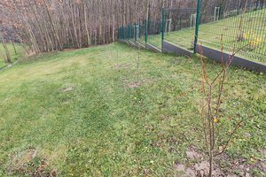 Sadzenie drzew - zdj_5.jpg