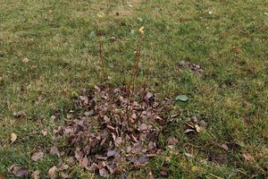 Sadzenie drzew - zdj_7.jpg