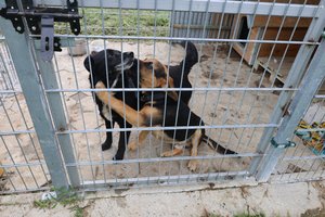 Szukamy domu dla piesków