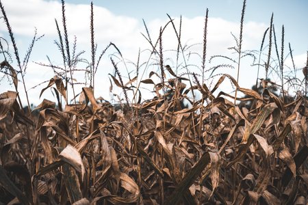 Informacja dotycząca szacowania strat w uprawach rolnych spowodowanych suszą