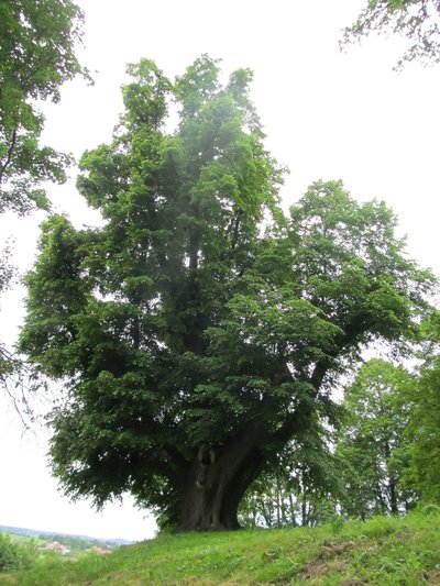 Lipa z Broniszowa w finale konkursu „Drzewo Roku 2022”