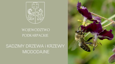 Nowe drzewa i krzewy wzbogacą florę Podkarpacia  w tym Gminy Wielopole Skrzyńskie