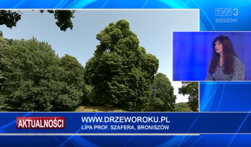 Lipa prof. Szafera w aktualnościach telewizji TVP Rzeszów